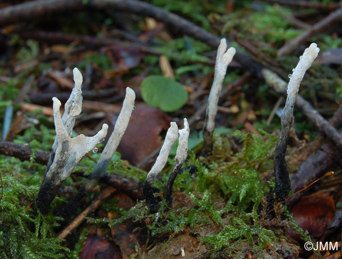 Xylaria hypoxylon