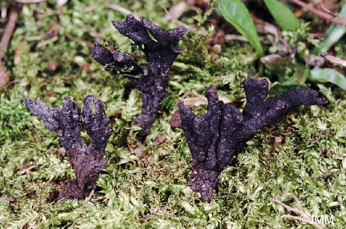 Xylaria karsticola