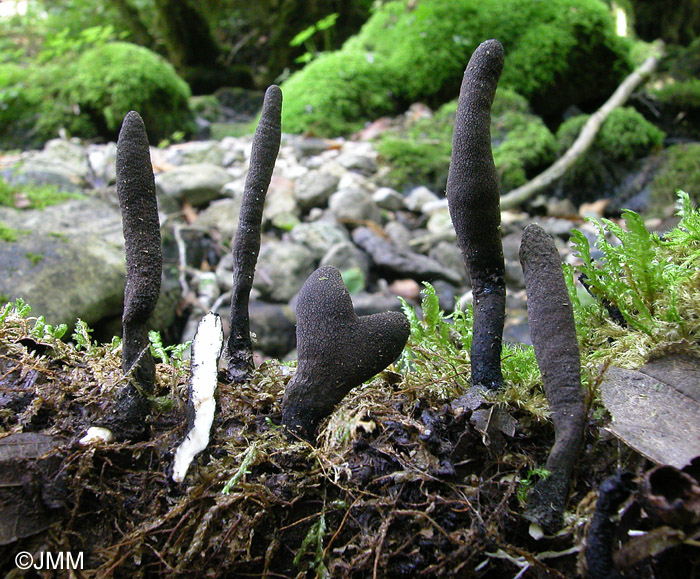 Xylaria longipes