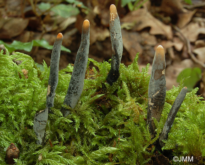 Xylaria longipes : anamorphe