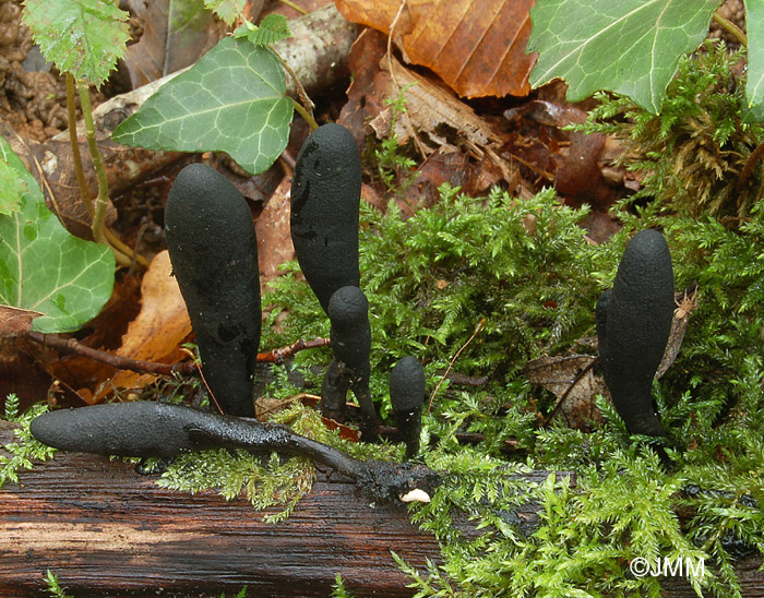 Xylaria longipes