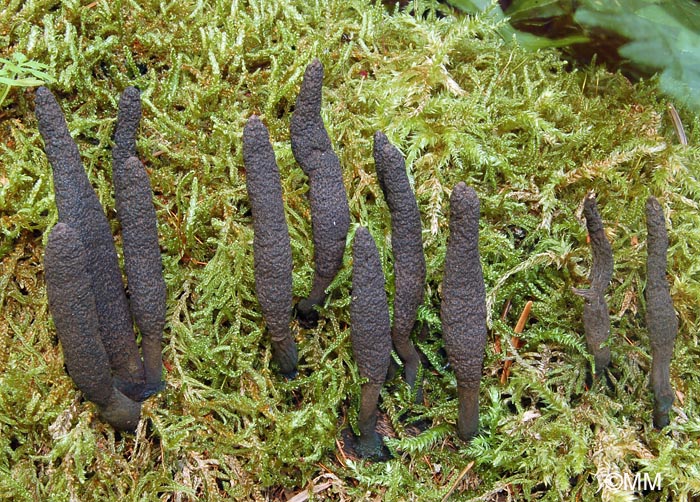 Xylaria longipes