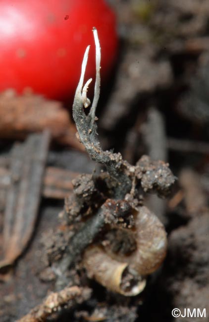 Xylaria oxyacanthae