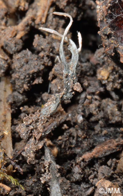 Xylaria oxyacanthae