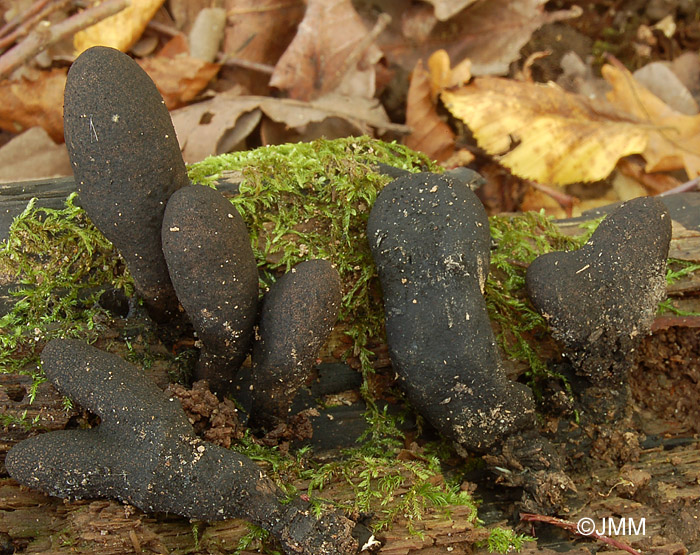 Xylaria polymorpha