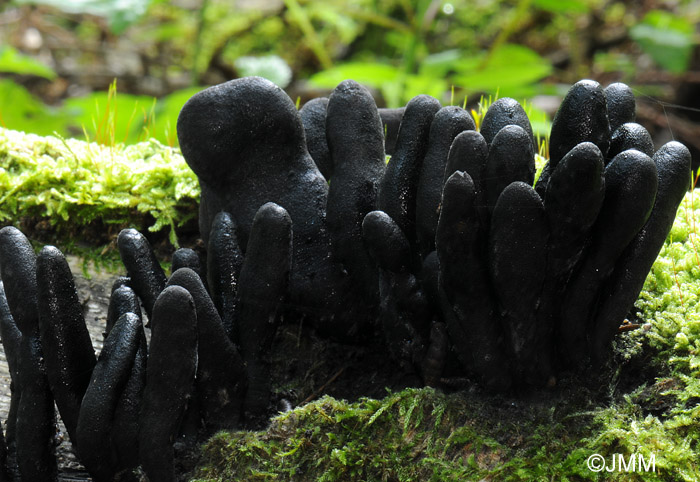 Xylaria polymorpha