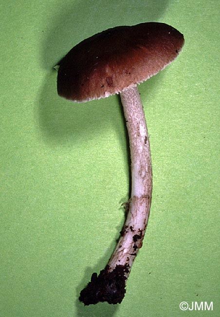 Pluteus punctipes