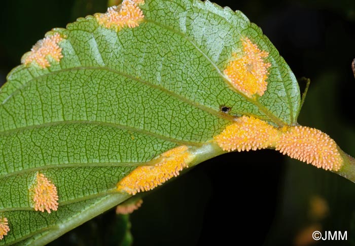 Puccinia coronata