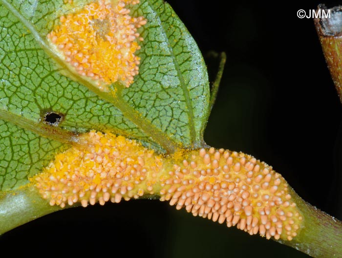 Puccinia coronata