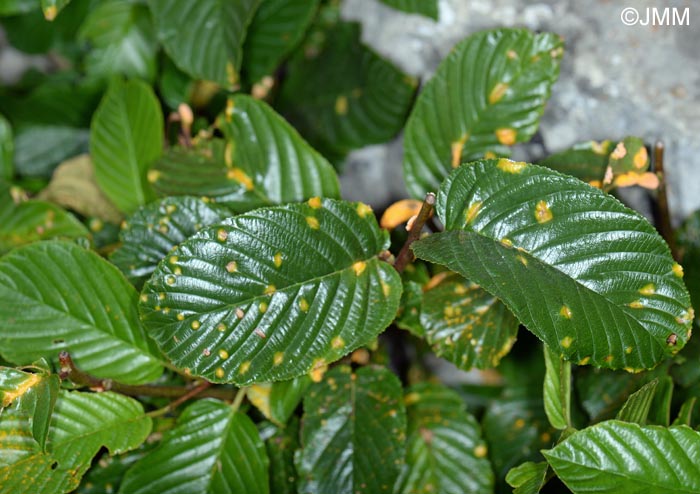 Puccinia coronata