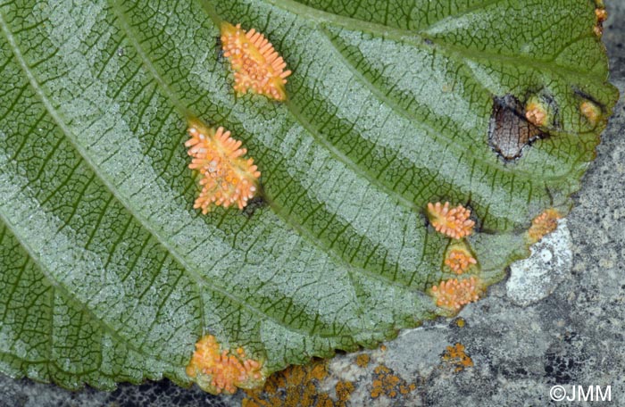 Puccinia coronata