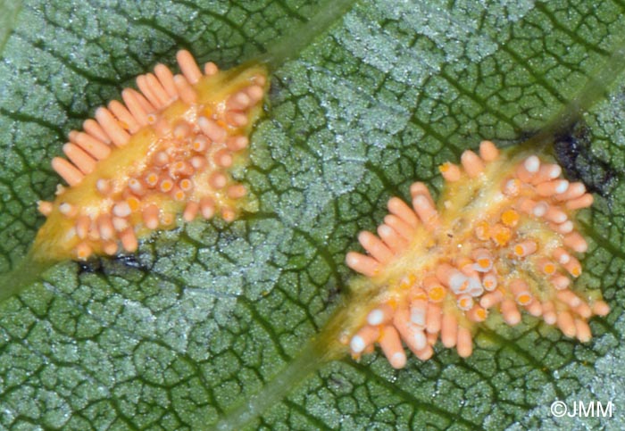 Puccinia coronata