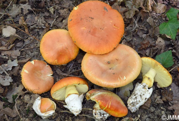 Amanita caesarea