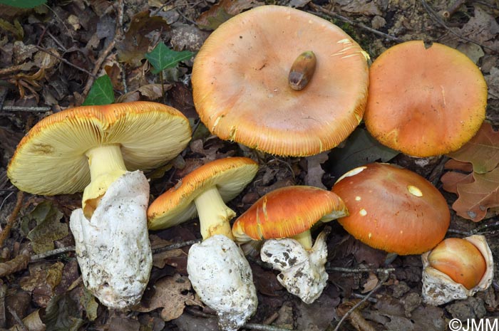 Amanita caesarea