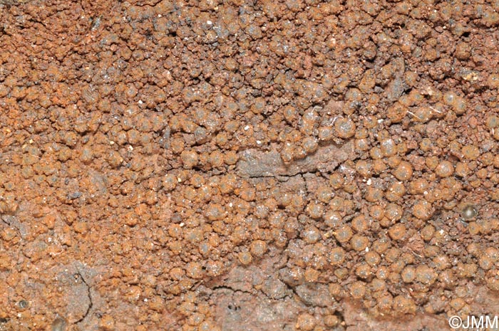 Biporispora europaea