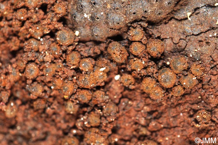 Biporispora europaea