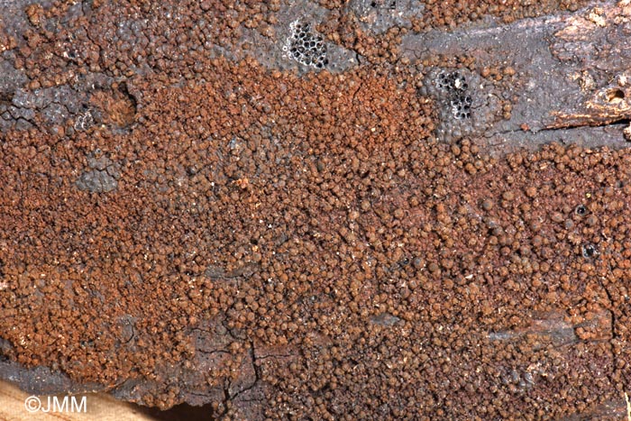 Biporispora europaea