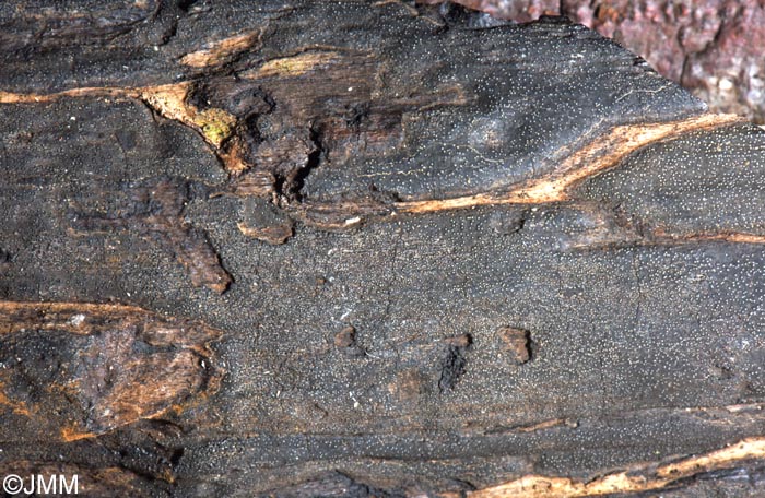 Biscogniauxia anceps