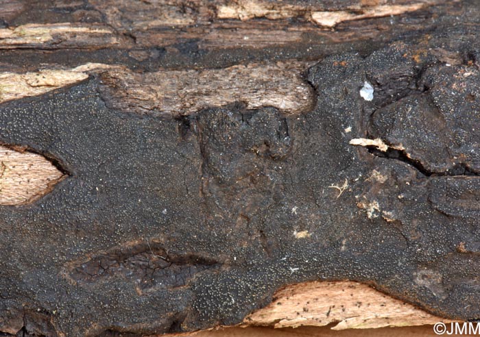 Biscogniauxia anceps