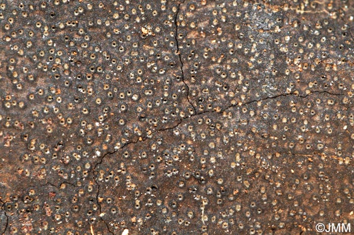 Biscogniauxia anceps