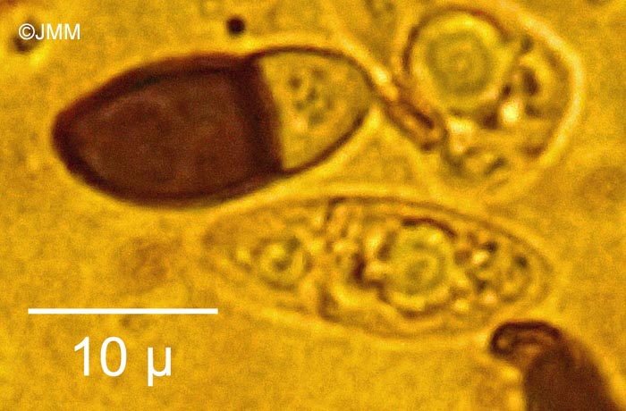 Biscogniauxia anceps
