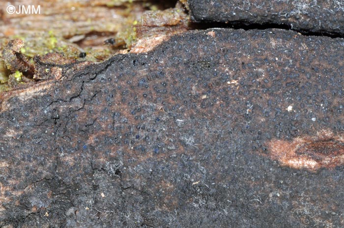 Biscogniauxia cinereolilacina