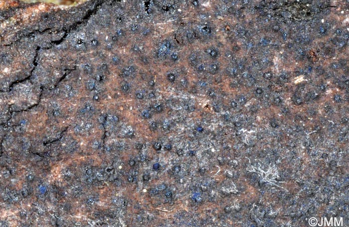 Biscogniauxia cinereolilacina