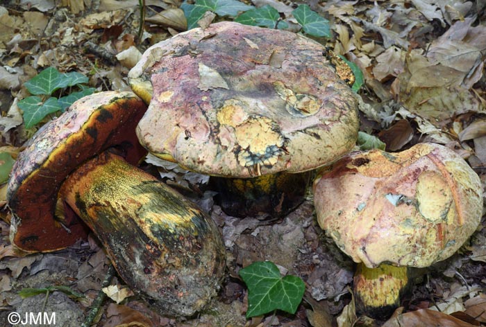 Boletus rhodopurpureus