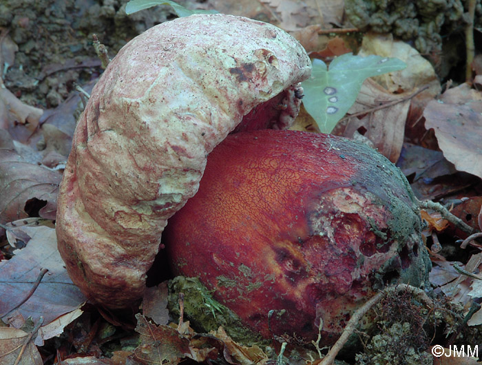 Boletus satanas = Rubroboletus satanas