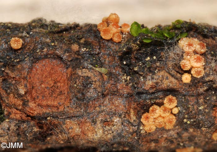 Clonostachys ralfsii = Bionectria ralfsii