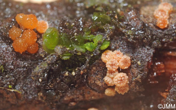 Clonostachys ralfsii = Bionectria ralfsii