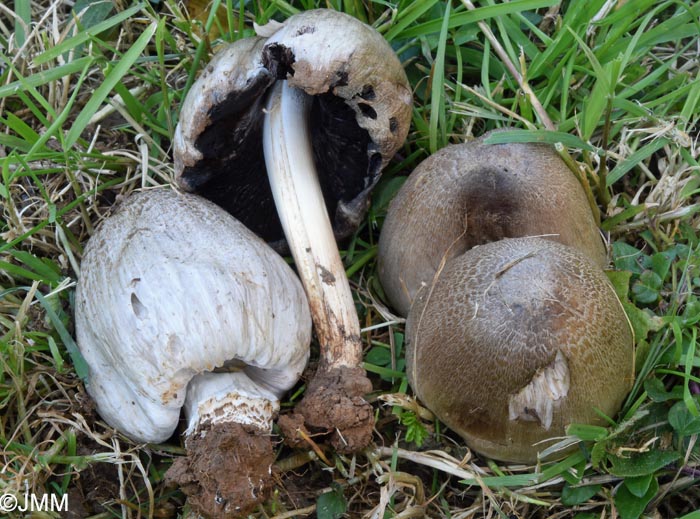 Coprinopsis romagnesiana