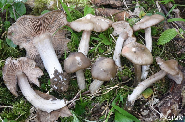 Entoloma aprile