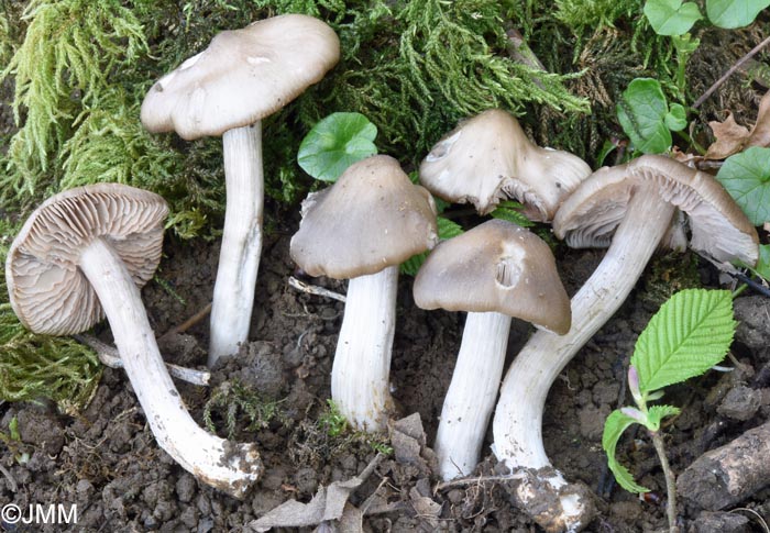 Entoloma aprile