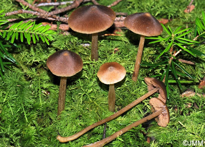 Entoloma cetratum