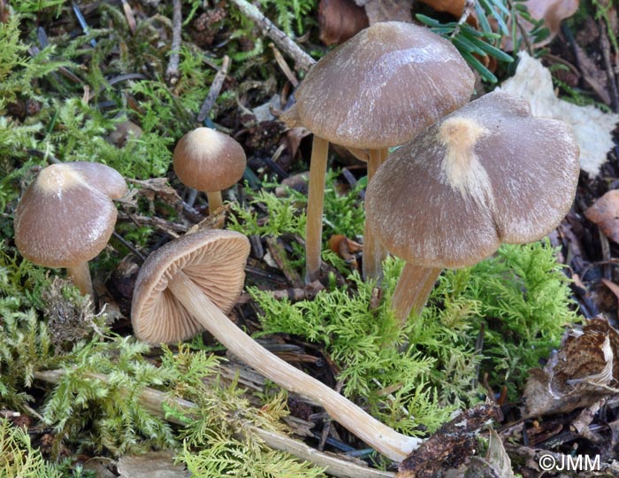 Entoloma pallescens
