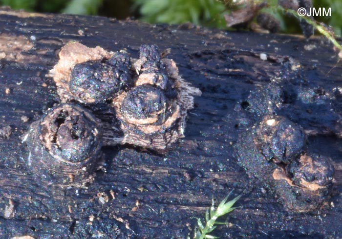 Euepixylon udum = Hypoxylon udum