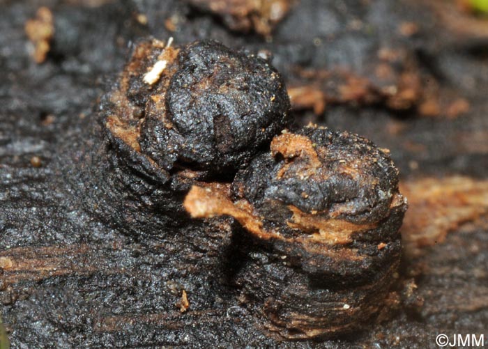 Euepixylon udum = Hypoxylon udum