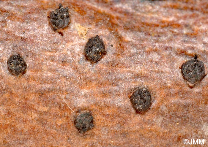 Eutypella stellulata