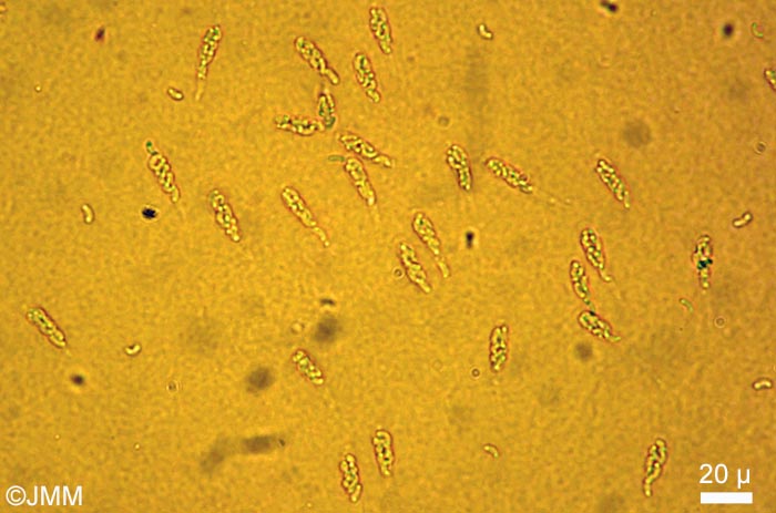 Eutypella stellulata