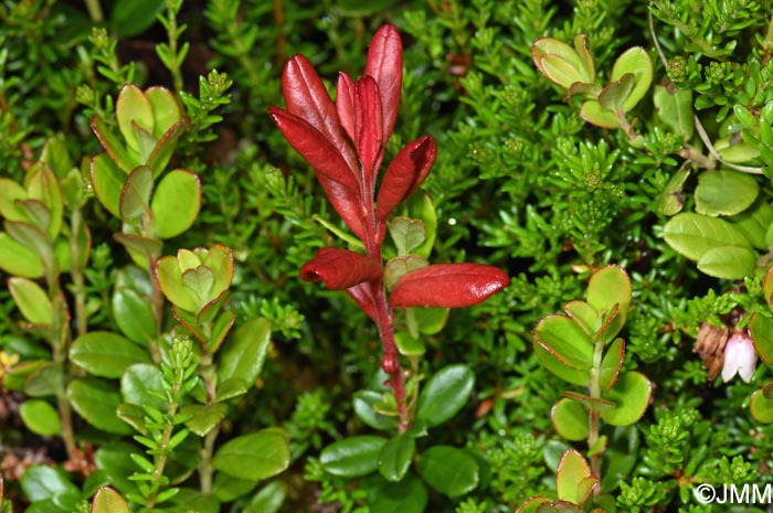 Exobasidium uvae-ursi