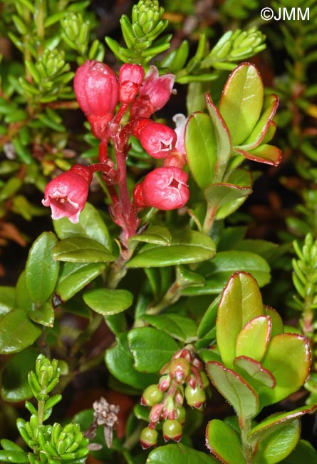 Exobasidium uvae-ursi