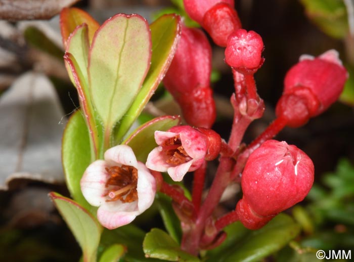 Exobasidium uvae-ursi