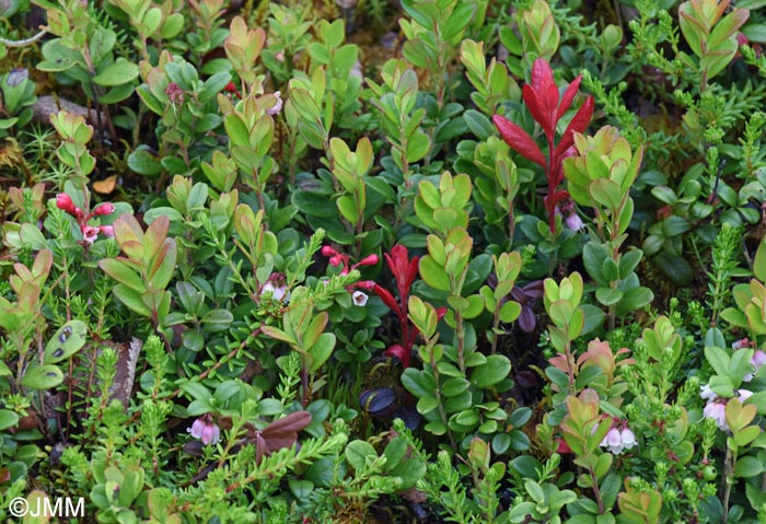 Exobasidium uvae-ursi