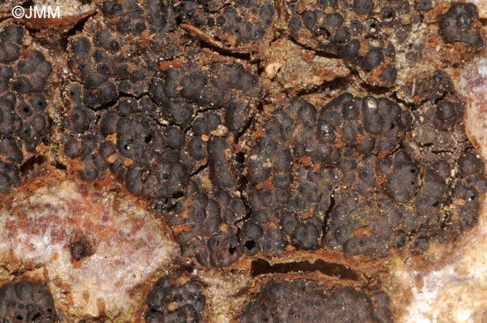 Fusicolla melogrammae