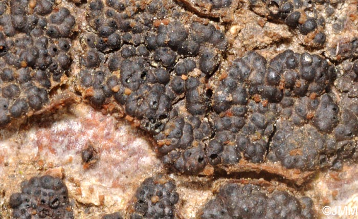 Fusicolla melogrammae