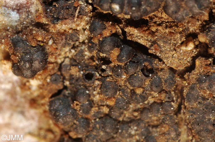 Fusicolla melogrammae