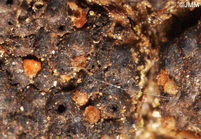 Fusicolla melogrammae