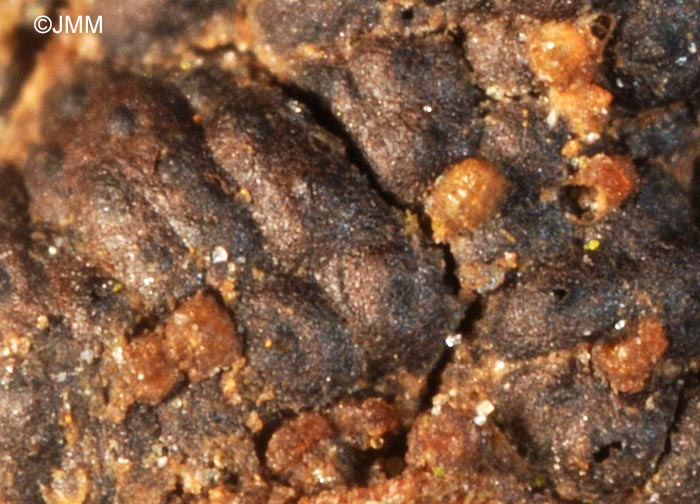 Fusicolla melogrammae