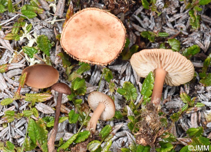 Gymnopus alpinus